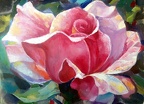 16x20 oil on canvas  pink rose
