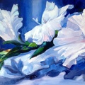 white flowers oil on canvas 18x24