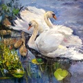 swans oil on canvas 16x20