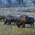 16x20 oil on canvas  buffaloes