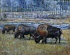 16x20 oil on canvas  buffaloes